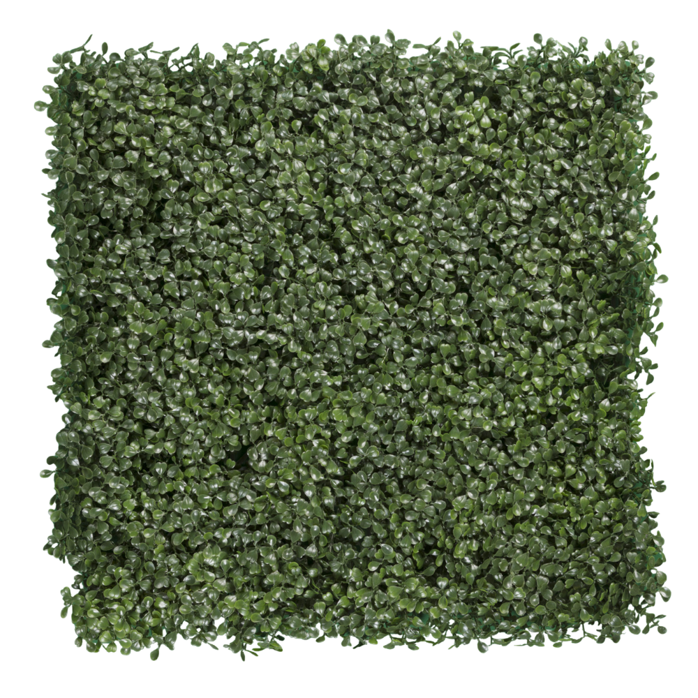 ARRAYAN NATURAL